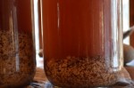 Oak Nuts - Leaching with Glass Jar Method