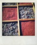 Manzanita and Elderberry Drying