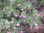 manzanita blossoms