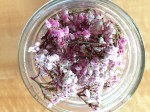 Dried Manzanita Flowers 