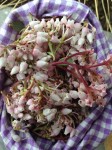 Manzanita Blossoms, Freshly Harvested 