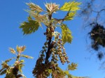 Oak Blossoms