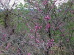 Edible Redbud Blossoms