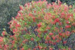 Toyon (Heteromeles arbutifolia)