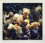 Grindelia, Rose Hips, Elderberry