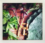 Wild Mint, Oregon Grape Root, Mullein 