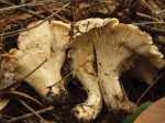 White Chanterelle (Cantharellus subalbidus) Photo by Daniel Nicholson.