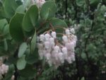 Manzanita Blossoms