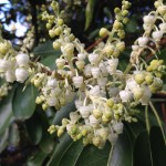 Madrone Blossoms