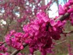 Redbud Blossoms